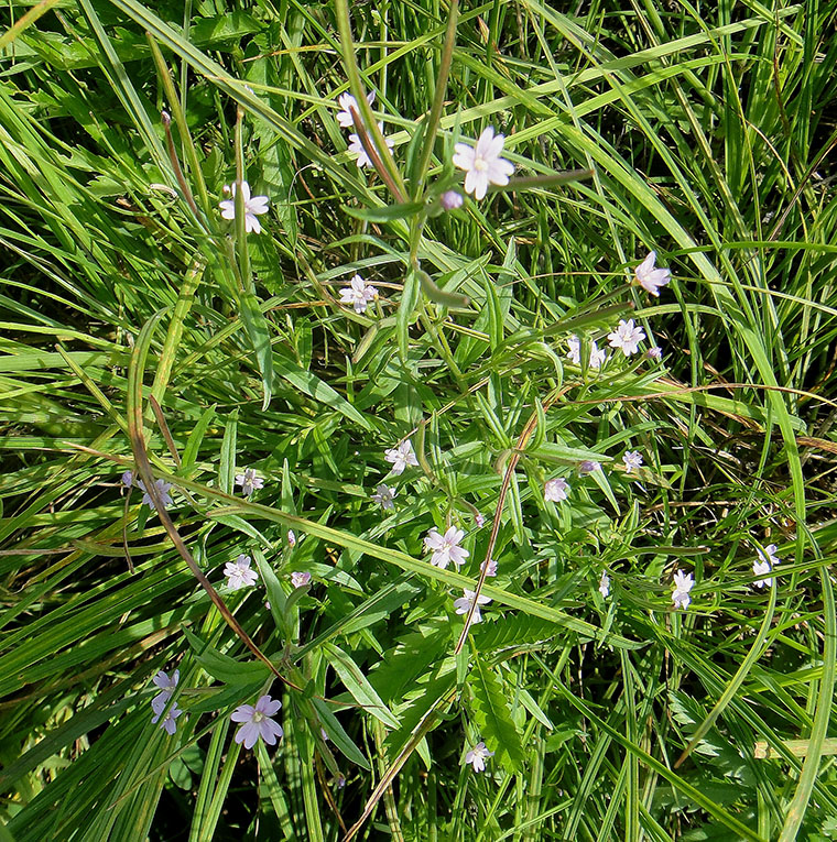 Image of Epilobium palustre specimen.