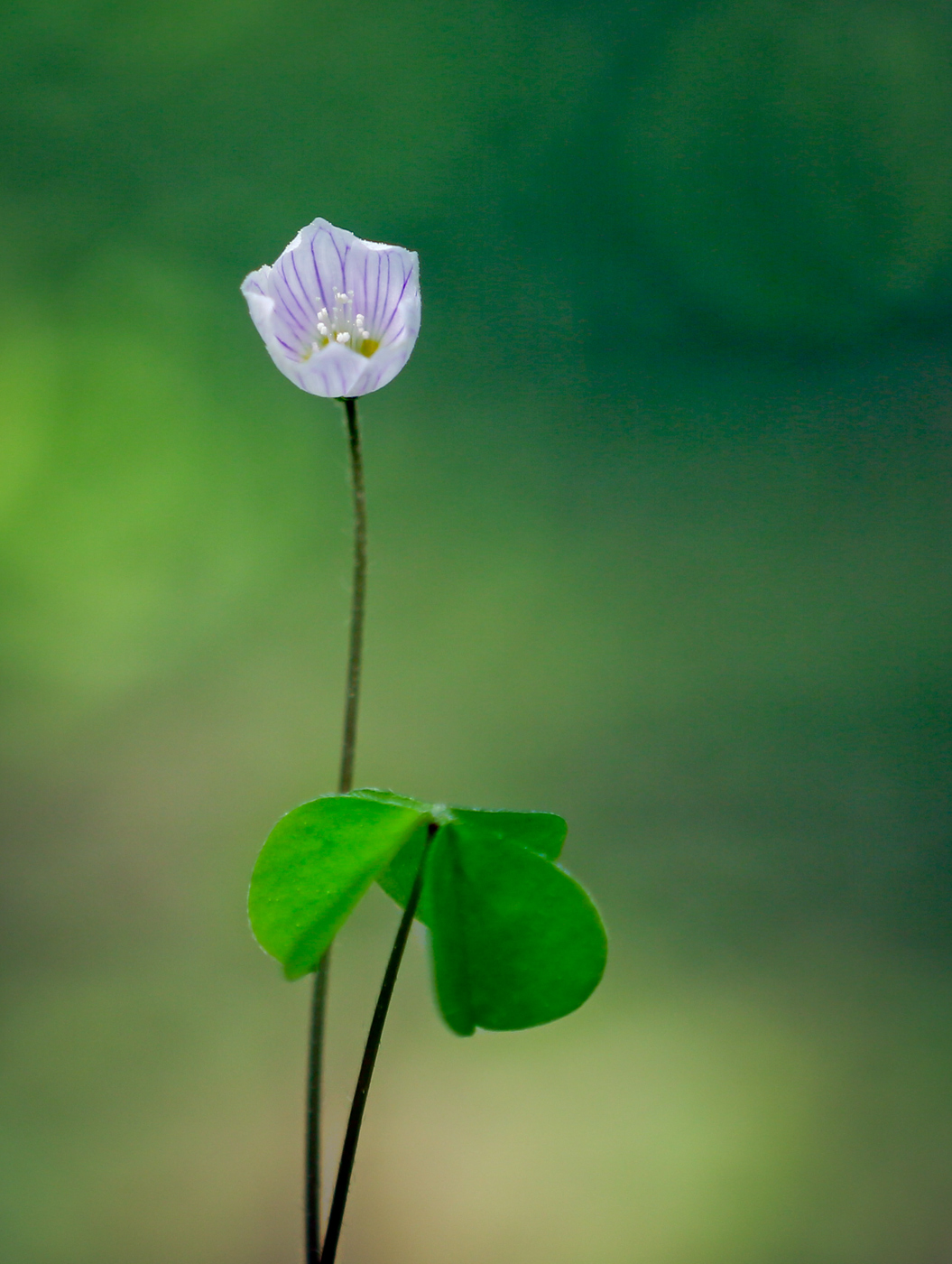 Изображение особи Oxalis acetosella.