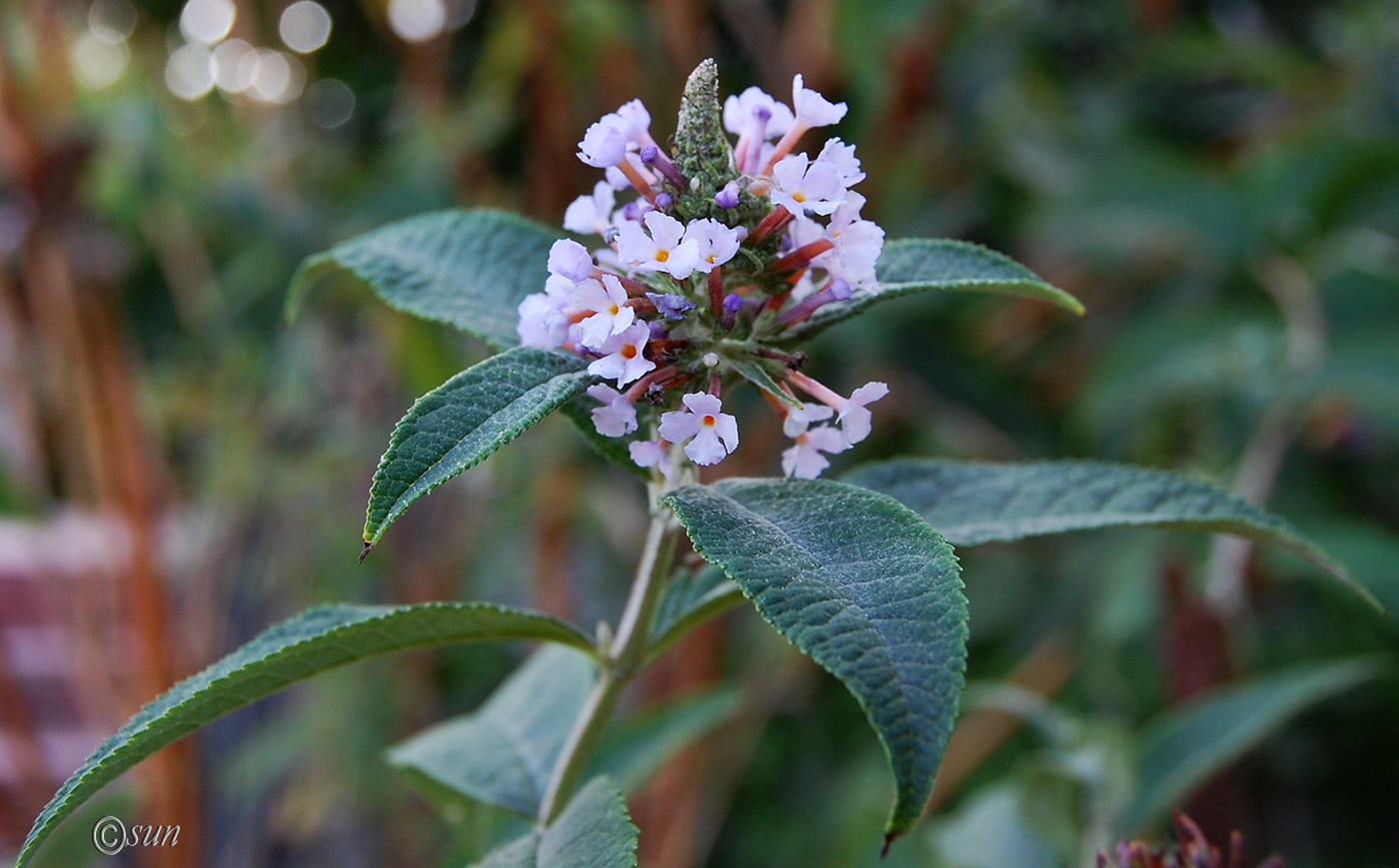 Image of Buddleja davidii specimen.