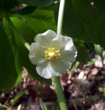 Podophyllum peltatum