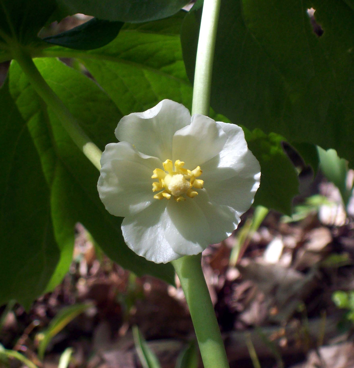 Изображение особи Podophyllum peltatum.