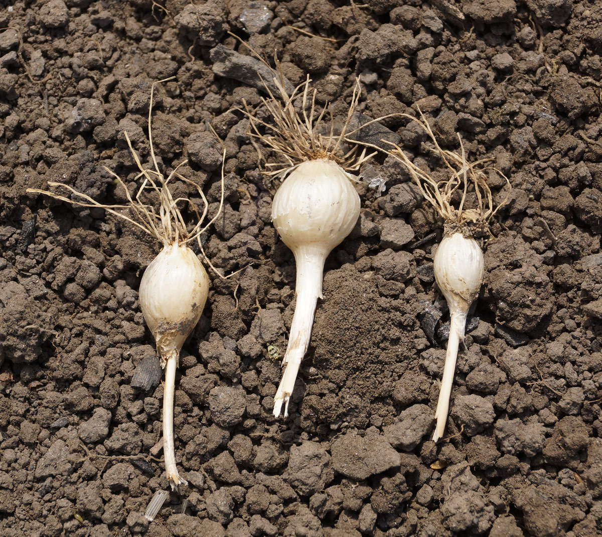 Изображение особи Allium caricifolium.