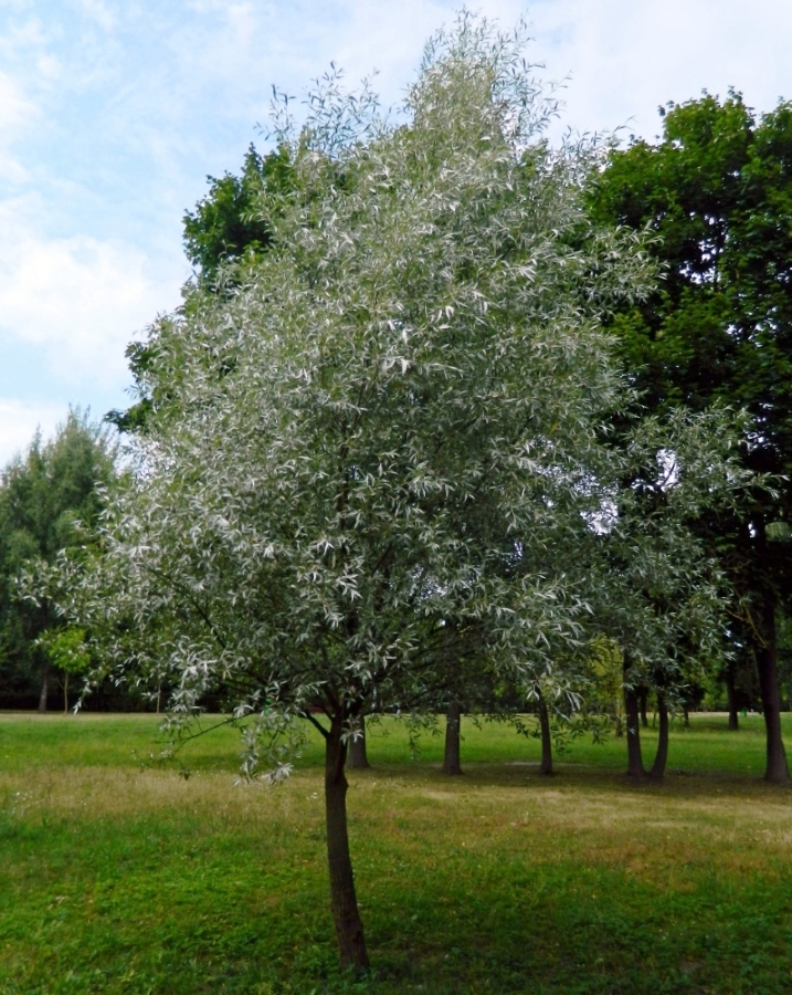 Изображение особи Salix alba.