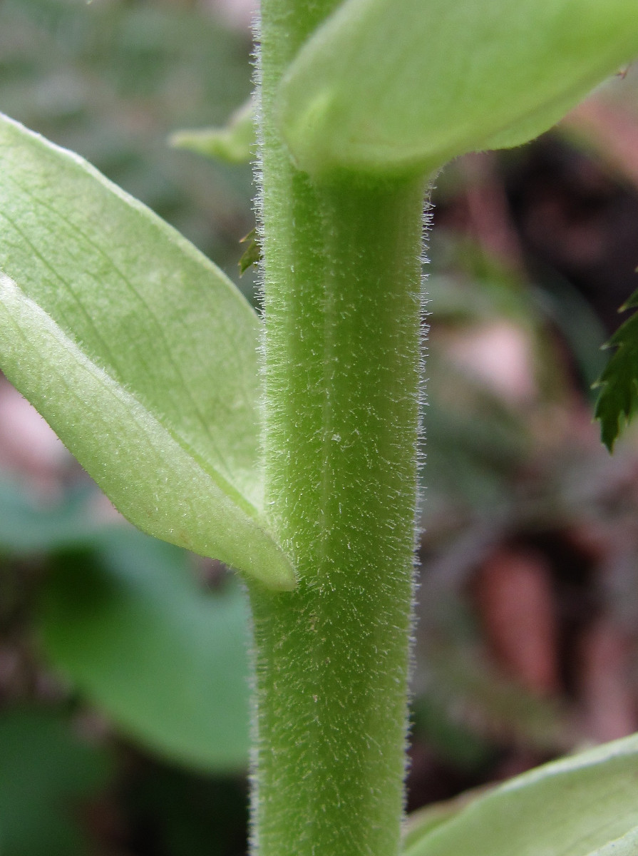 Изображение особи Petasites albus.