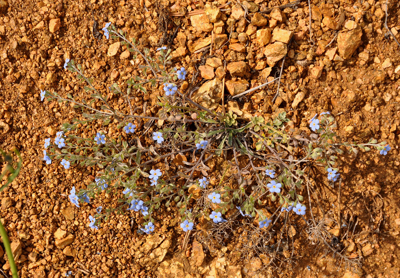 Image of Amblynotus rupestris specimen.