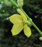 Verbascum sinuatum. Часть генеративного побега с цветком. Абхазия, Гагрский р-н, окр. г. Пицунда, сосновая роща. 16.06.2012.