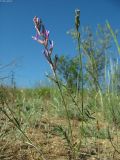 Astragalus varius