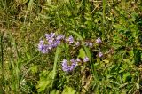 Campanula glomerata