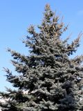 Picea pungens form glauca. Верхняя часть кроны с шишками. Беларусь, г. Минск, декоративное озеленение. 27.02.2016.