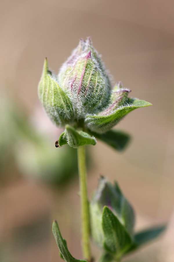 Изображение особи Ziziphora clinopodioides.