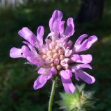 Knautia arvensis. Соцветие. Челябинская обл., окр. г. Челябинск, Золотая горка, обочина дороги в берёзовом лесу. 21.08.2015.