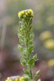 Alyssum variety desertorum