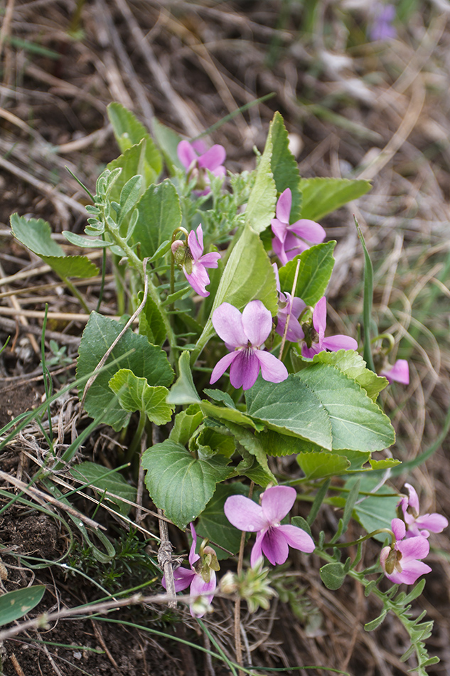 Изображение особи Viola ambigua.