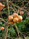 Punica granatum. Ветвь со зрелыми плодами. Испания, Кастилия-Ла-Манча, г. Толедо, в культуре. Январь 2016 г.