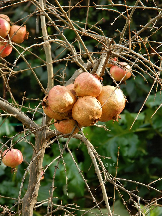 Image of Punica granatum specimen.