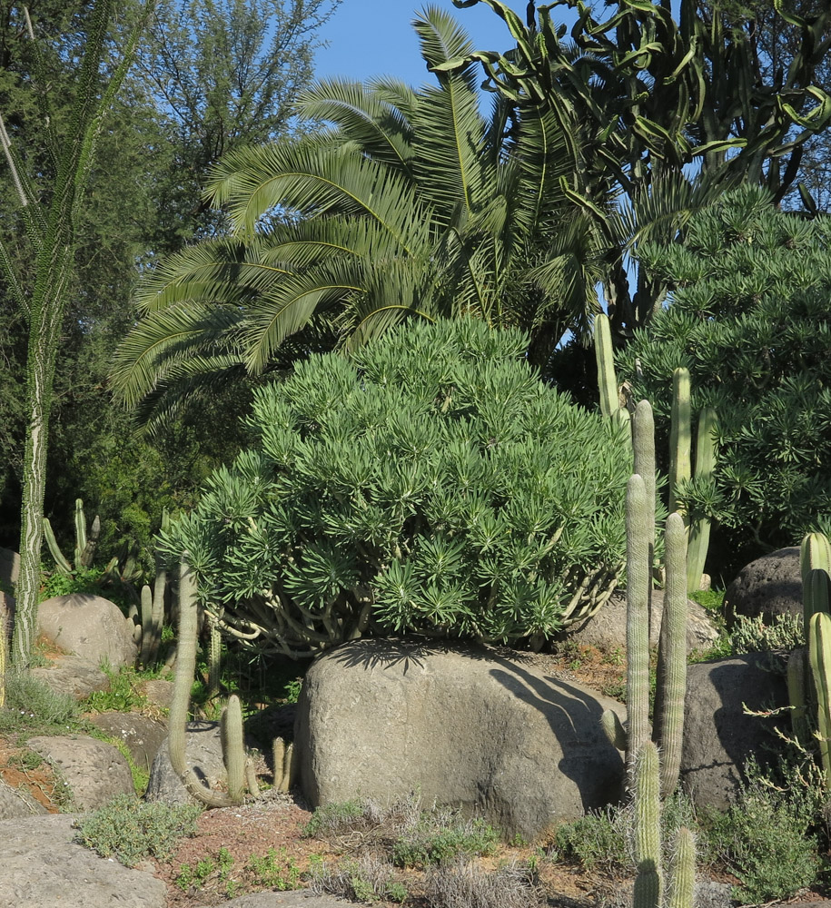 Image of Kleinia neriifolia specimen.