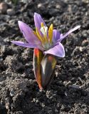 Erythronium sibiricum