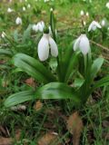 Galanthus woronowii