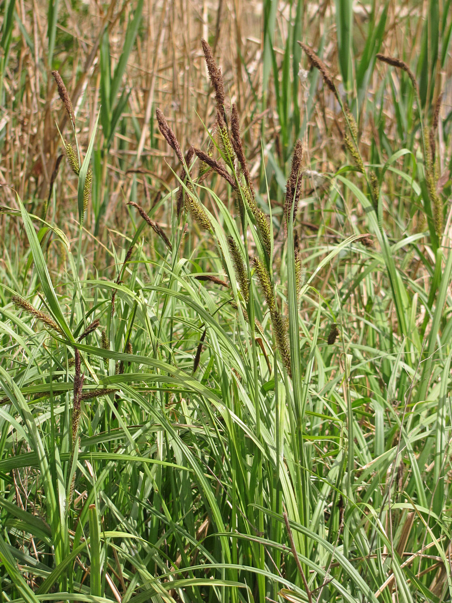 Image of Carex riparia specimen.