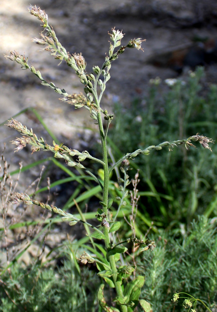 Image of Solenanthus circinnatus specimen.