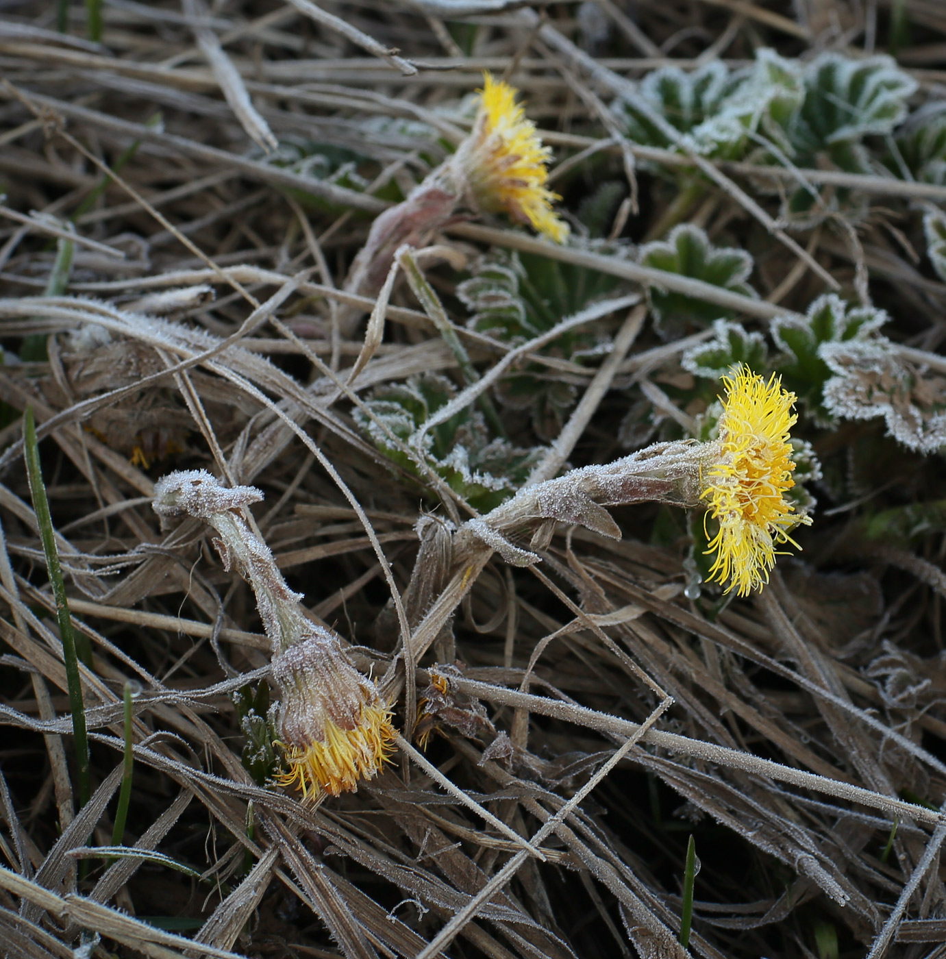 Image of Tussilago farfara specimen.