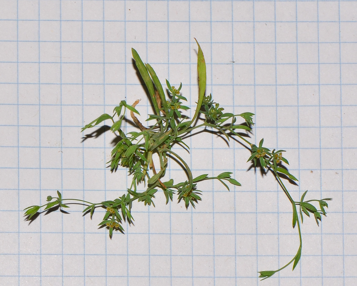 Image of Bupleurum semicompositum specimen.