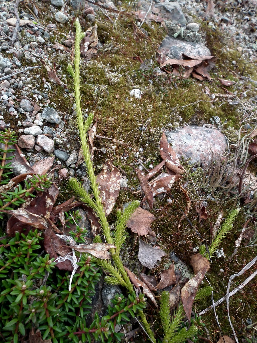 Изображение особи Lycopodium lagopus.