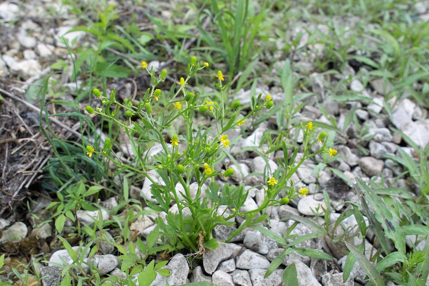 Изображение особи Ranunculus sceleratus.