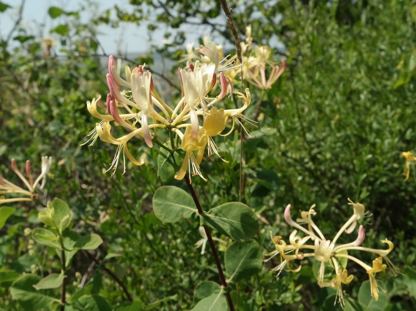 Image of Lonicera etrusca specimen.