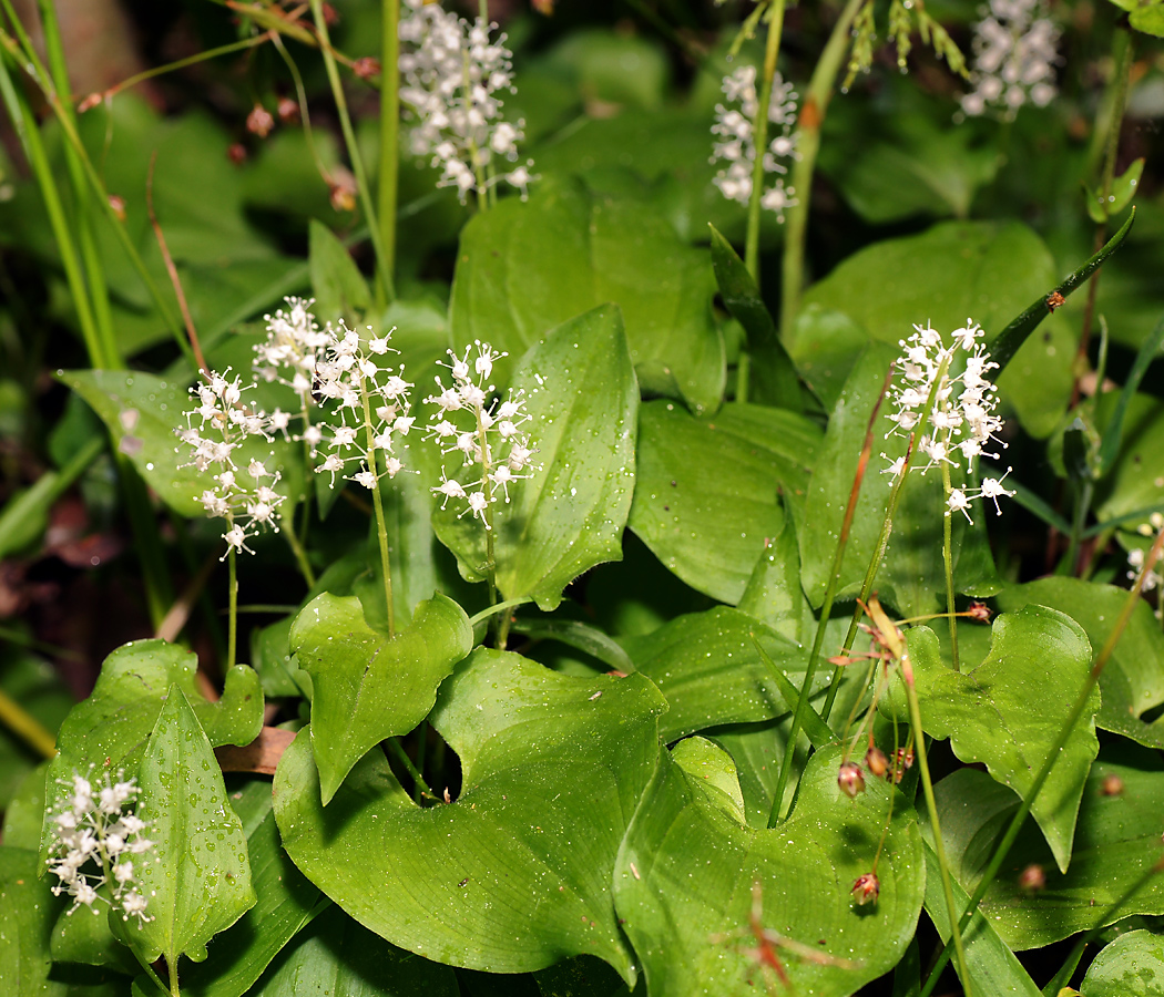 Изображение особи Maianthemum bifolium.