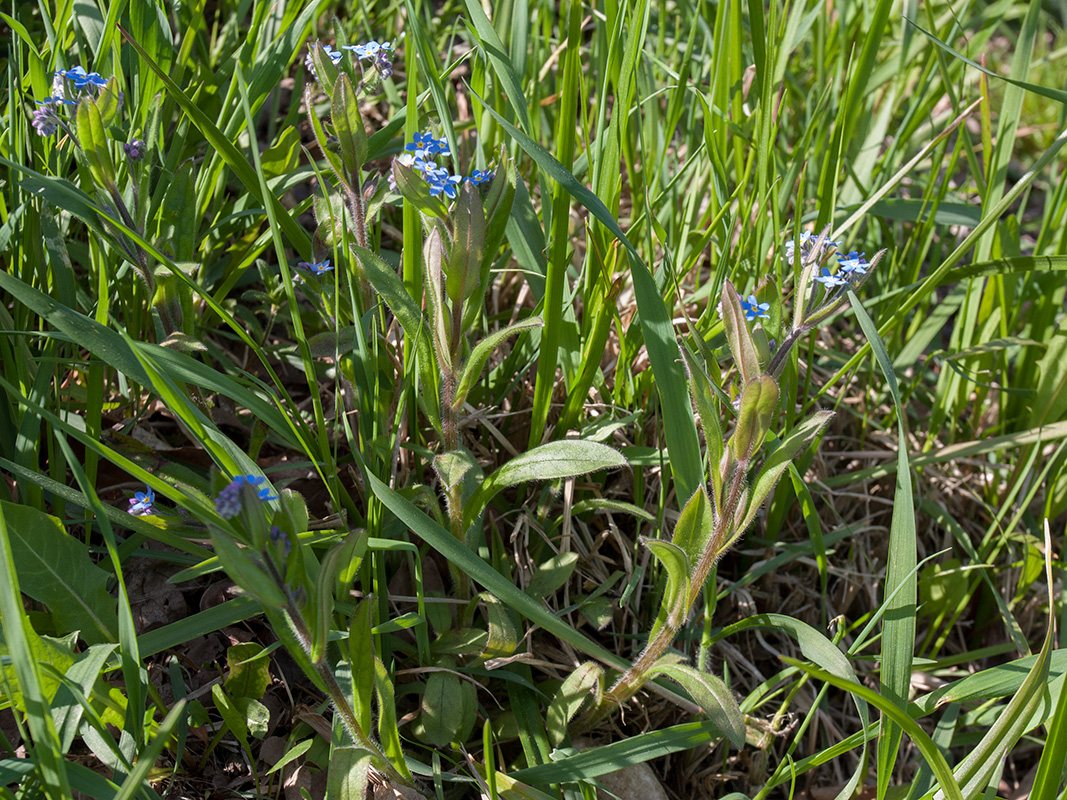 Изображение особи Myosotis sylvatica.