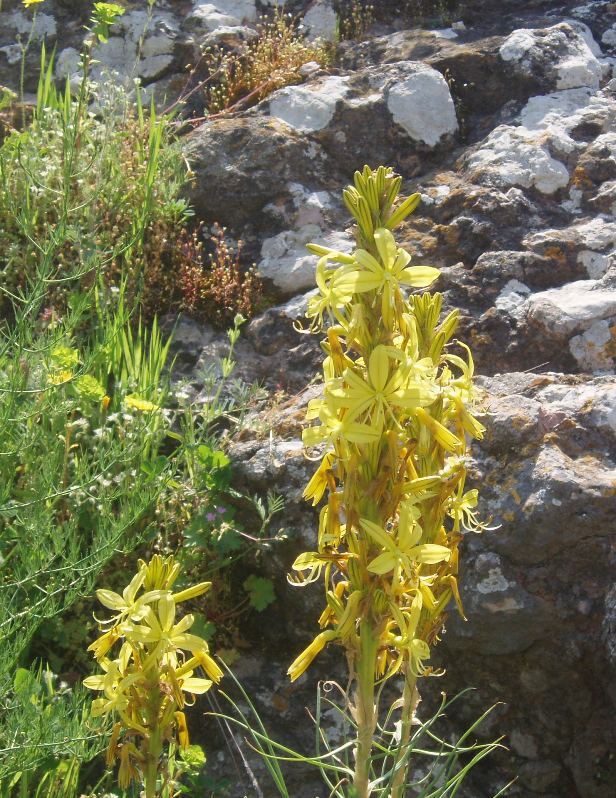 Изображение особи Asphodeline lutea.