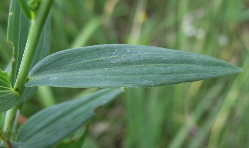 Image of Linum nervosum specimen.