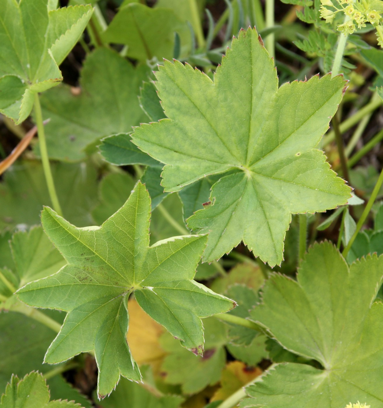 Image of Alchemilla glabra specimen.