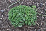 Geranium cinereum