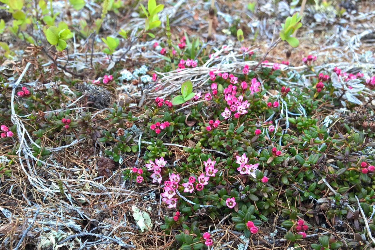 Image of Loiseleuria procumbens specimen.
