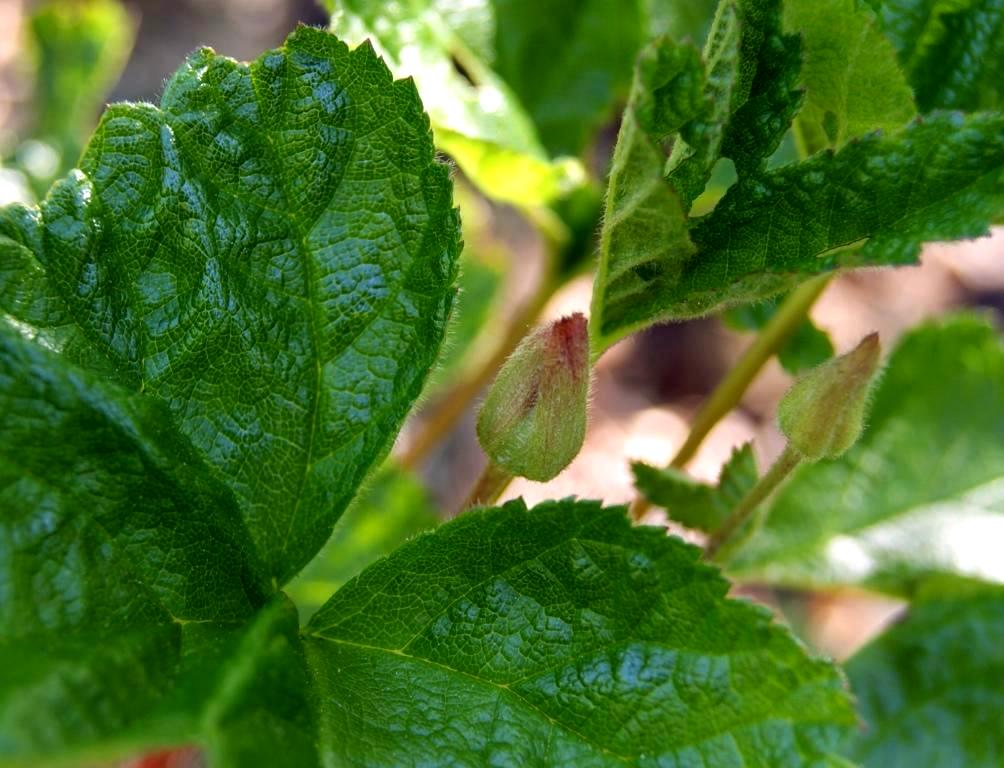 Image of Rubus chamaemorus specimen.