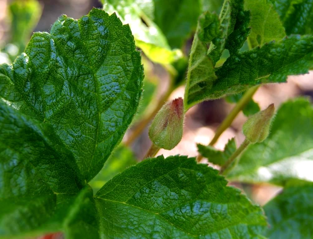 Изображение особи Rubus chamaemorus.