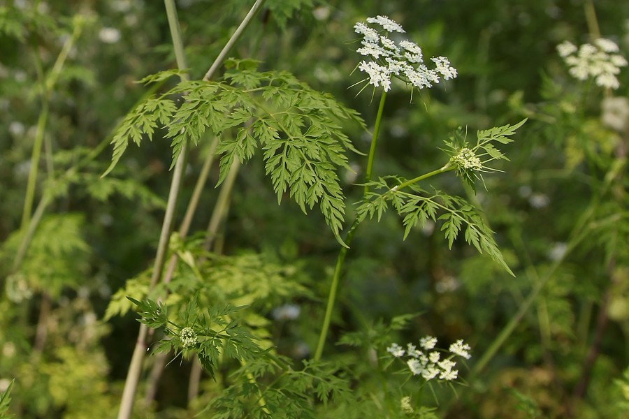 Изображение особи Aethusa cynapium.