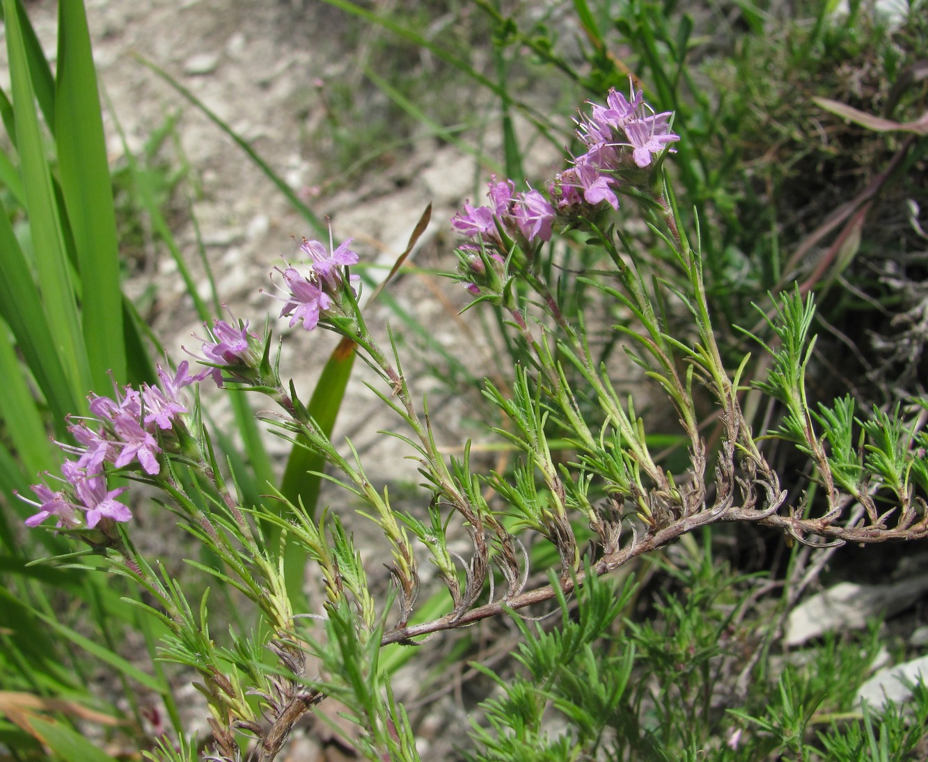 Изображение особи Thymus helendzhicus.