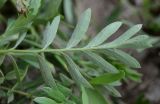 Potentilla bifurca