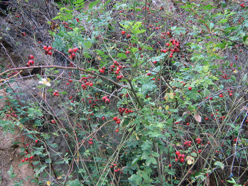Image of Rosa laxa specimen.