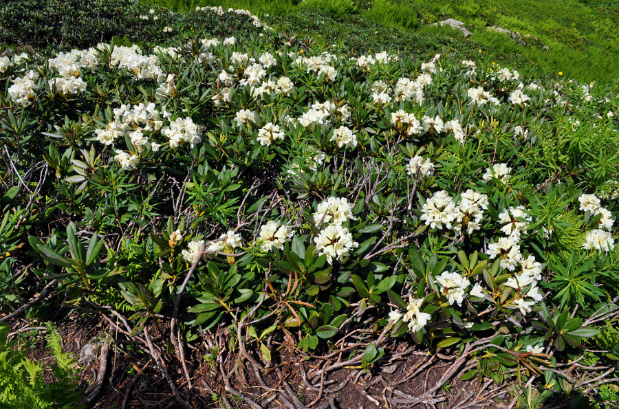 Image of Rhododendron caucasicum specimen.