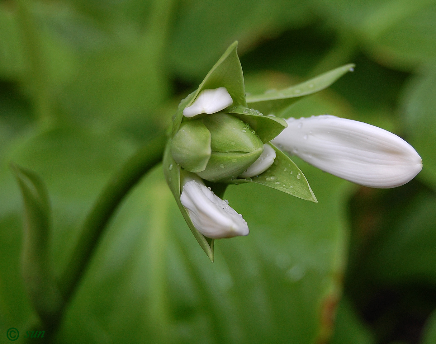 Image of Hosta plantaginea specimen.