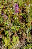 Salvia verticillata. Цветущее растение. Татарстан, Новошешминский р-н, остепненный луг на увале в окр. села Татарское Утяшкино. 4 июля 2016 г.