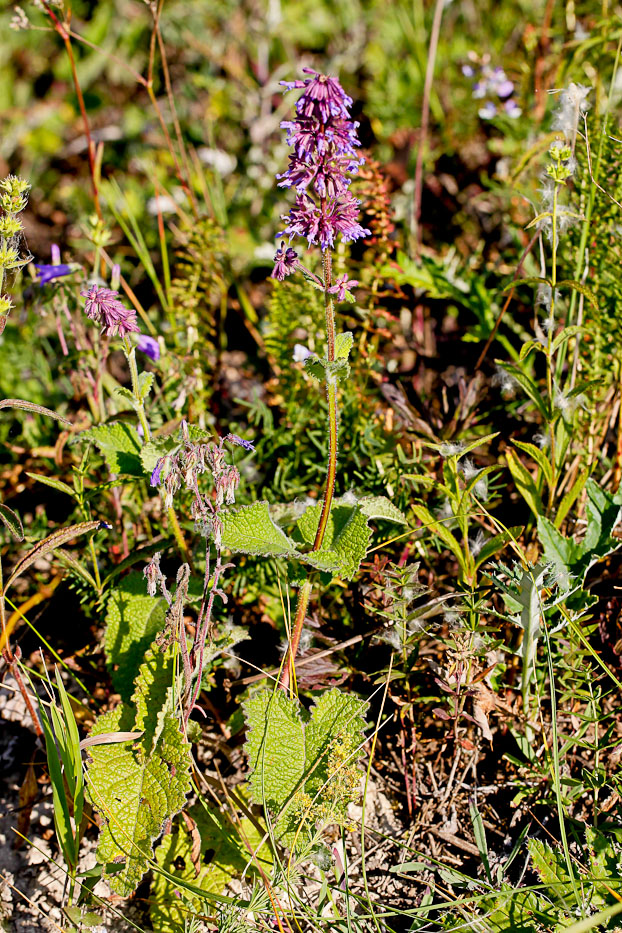 Изображение особи Salvia verticillata.