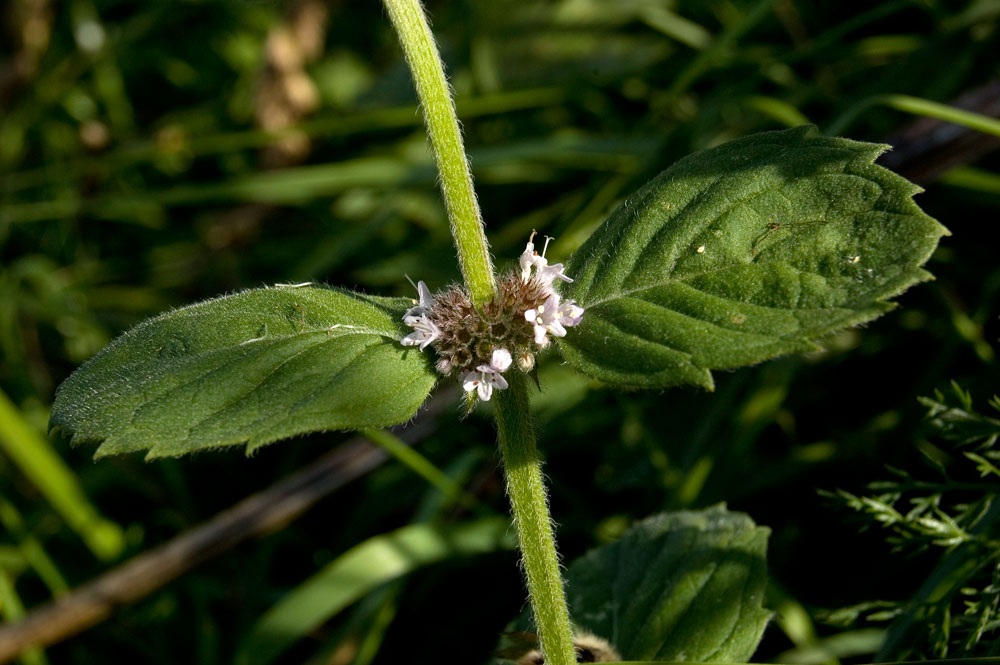 Image of Mentha &times; dalmatica specimen.