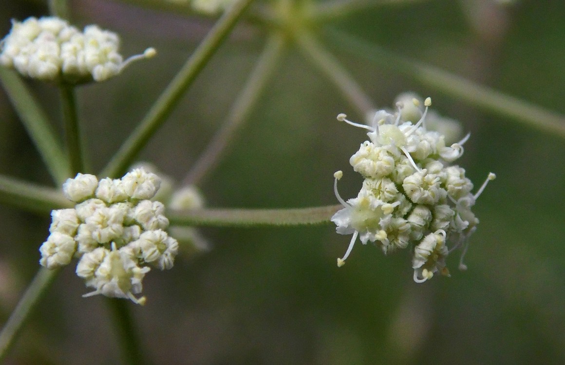 Image of Seseli arenarium specimen.