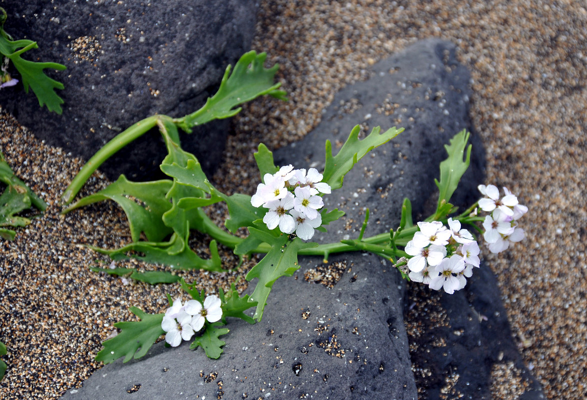 Image of Cakile arctica specimen.