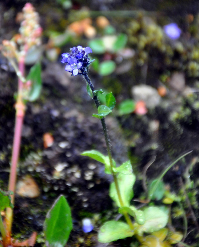 Image of Veronica alpina specimen.